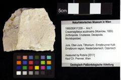 Foto (Objket + Etiketten) von Cracensigillatus acutirostris (Moericke, 1889) 